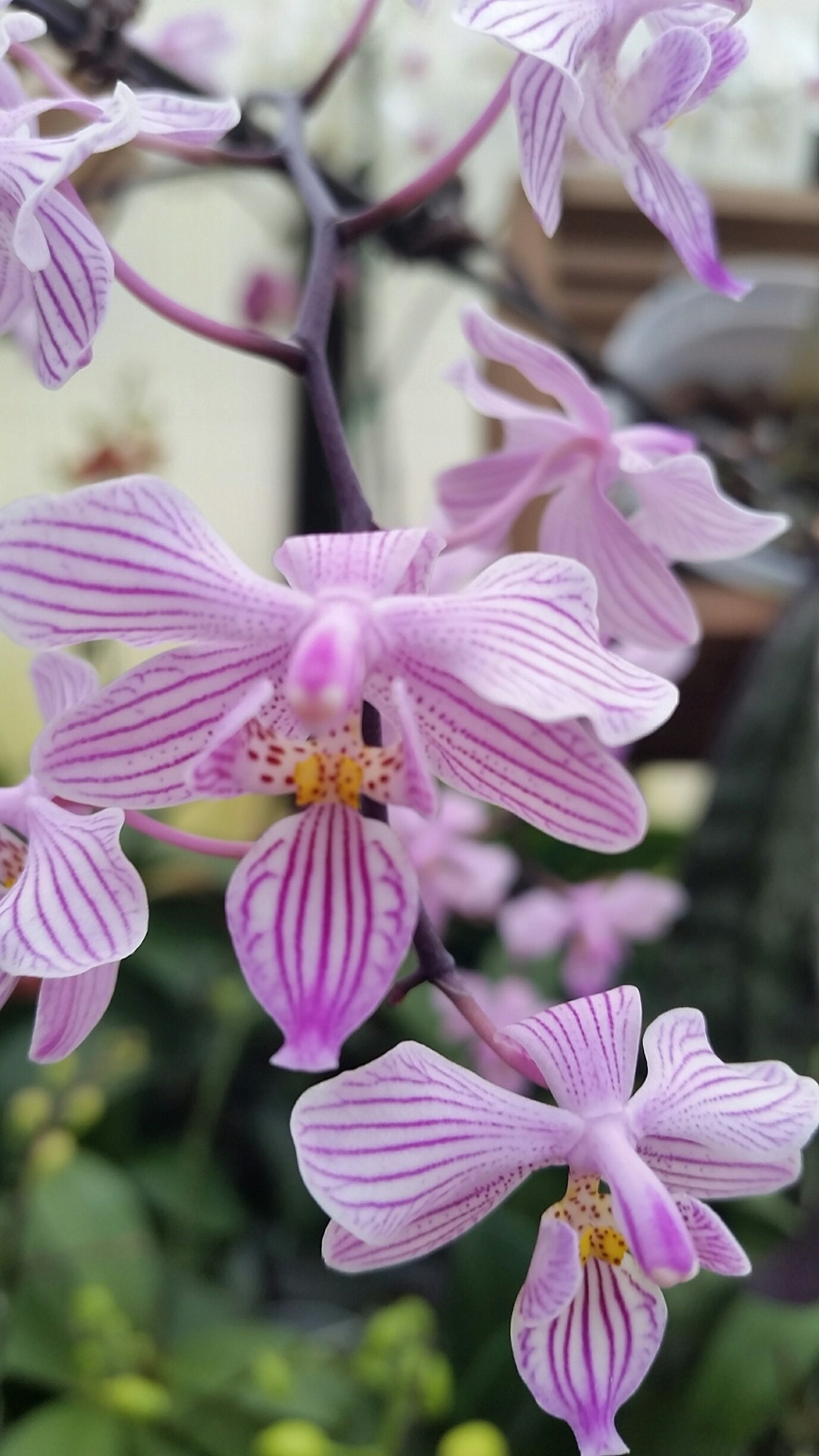 Growing in Your Greenhouse: Orchids