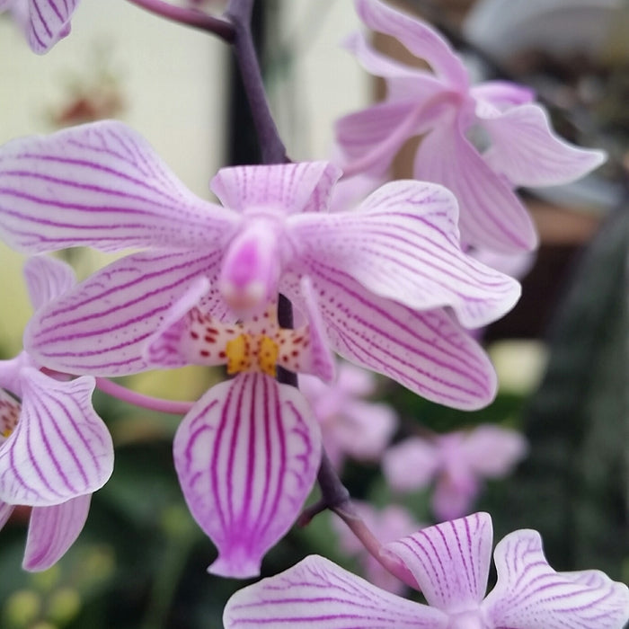 Growing in Your Greenhouse: Orchids