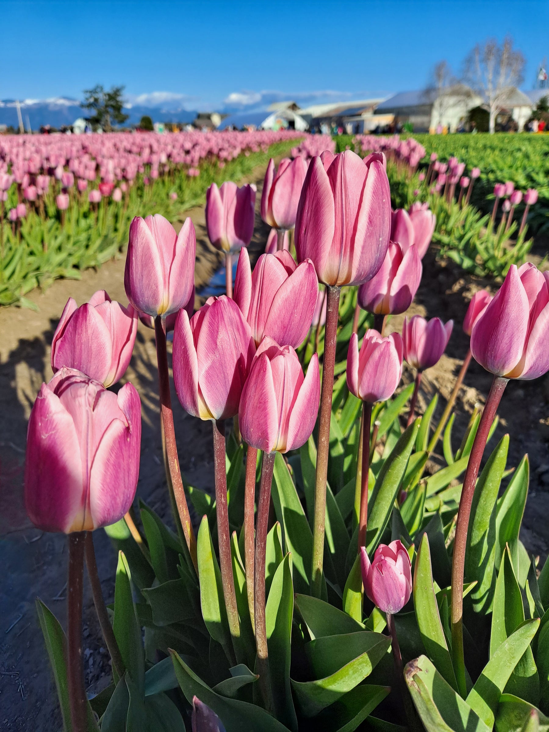 Growing in Your Greenhouse: Flowering Bulbs