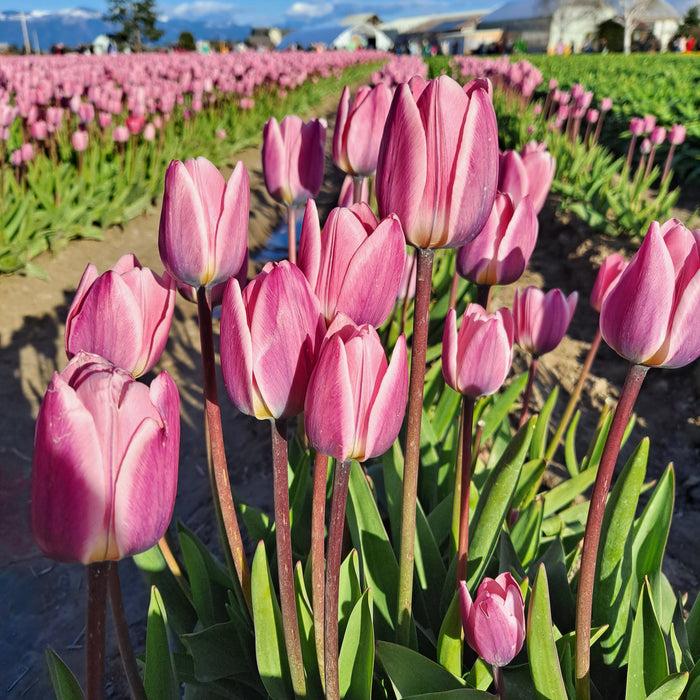 Growing in Your Greenhouse: Flowering Bulbs