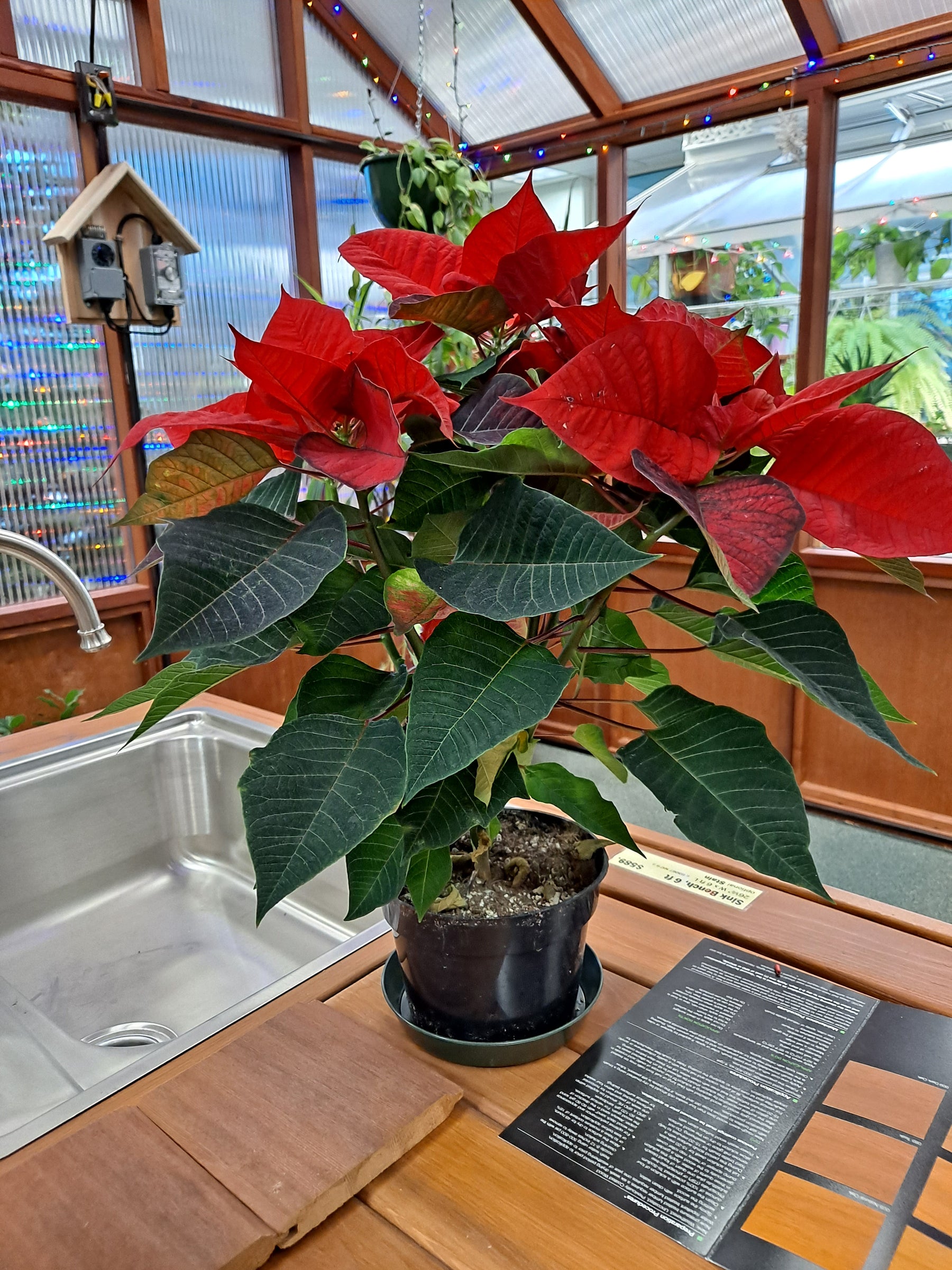 Holiday Houseplants