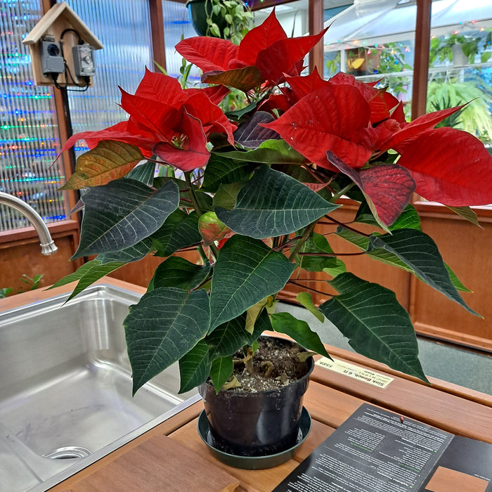 Holiday Houseplants