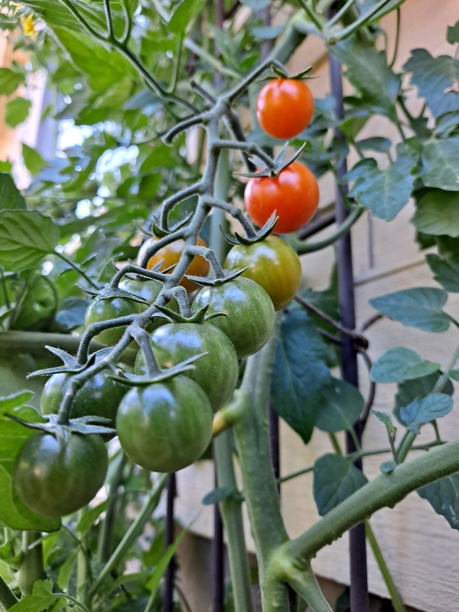 Summer Recipes from Your Garden; Tomatoes