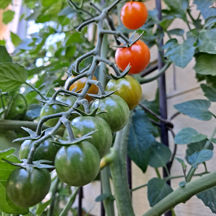 Summer Recipes from Your Garden; Tomatoes