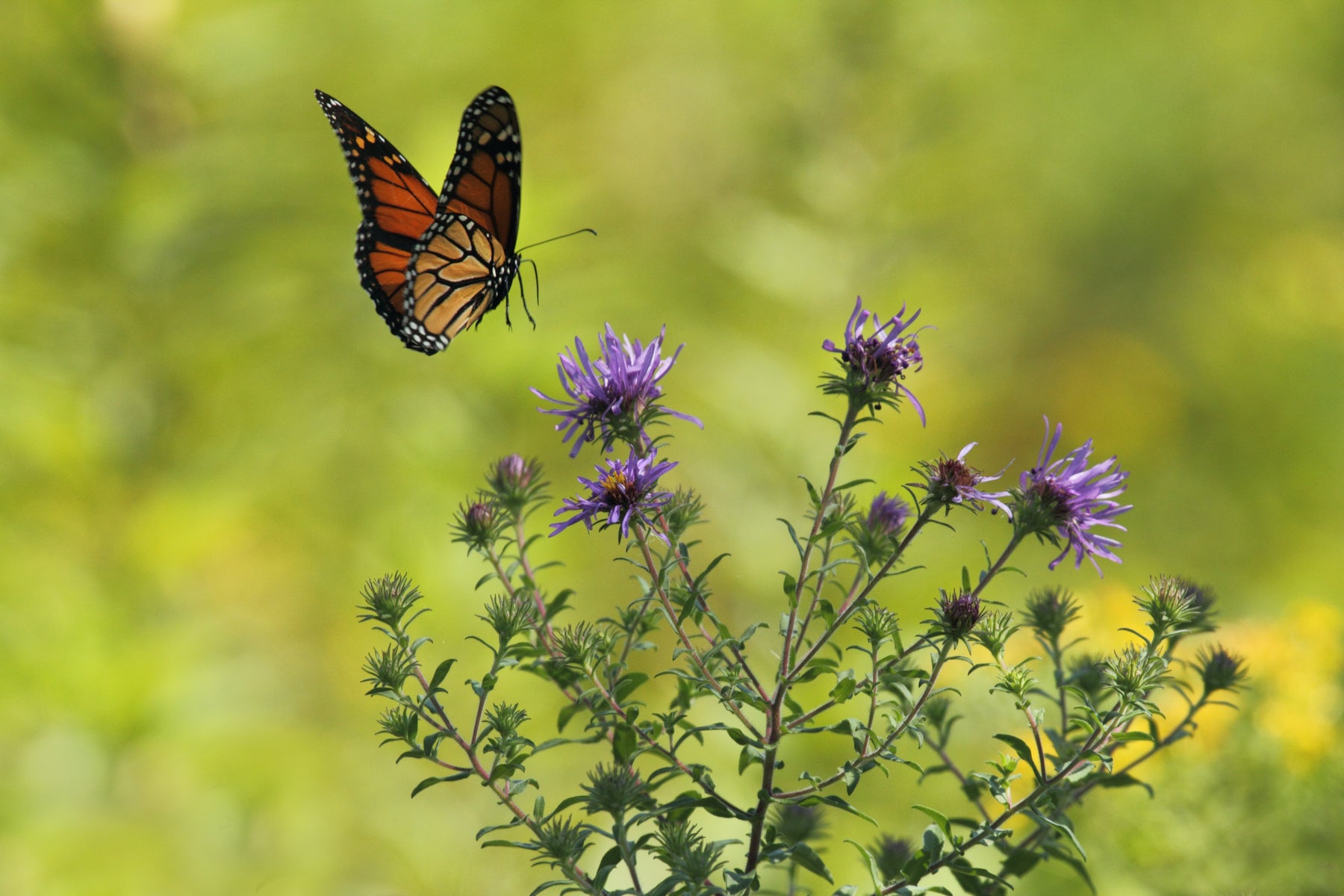 How to Increase Pollinators in Your Garden