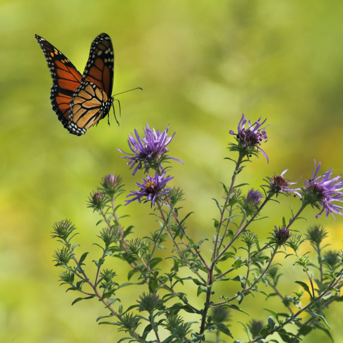 How to Increase Pollinators in Your Garden