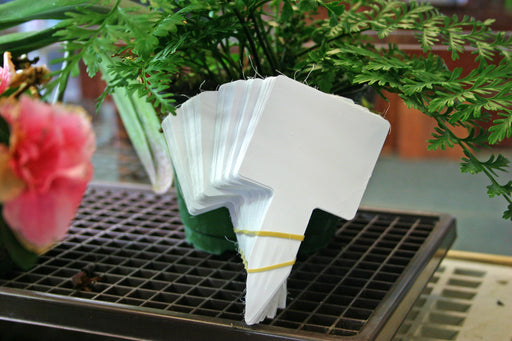 Block labels measuring 2-5/8" x 2-1/4" with a plant behind them on a table.