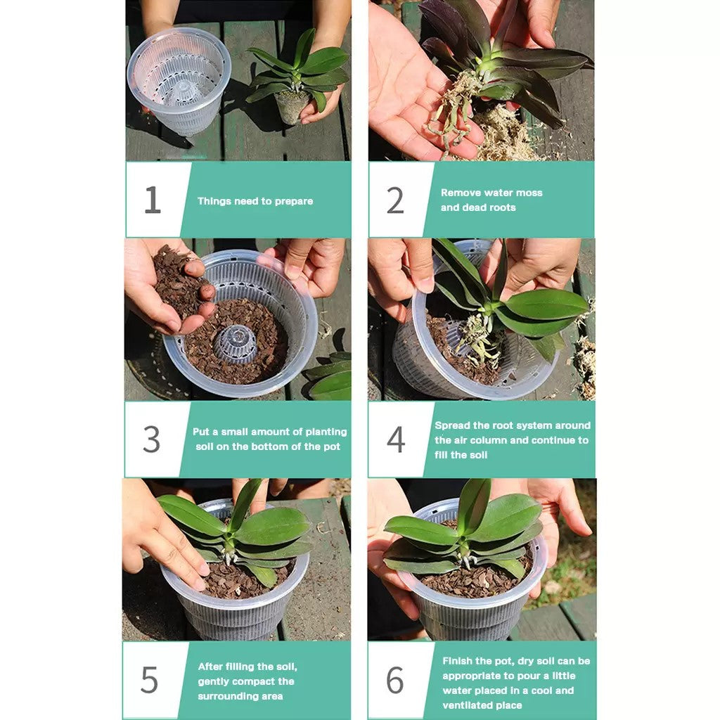 Clear Orchid Cone Pot - A Visual Guide to Six Easy Steps for Use.