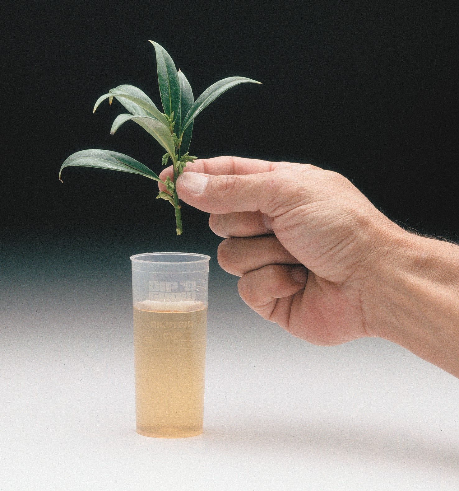 Dip-N-Grow Rooting Solution in a container, with a plant on top about to be put into the container.