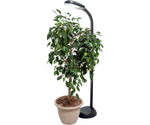 LED Floor Plant Light with indoor potted plant.