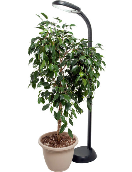 LED Floor Plant Light